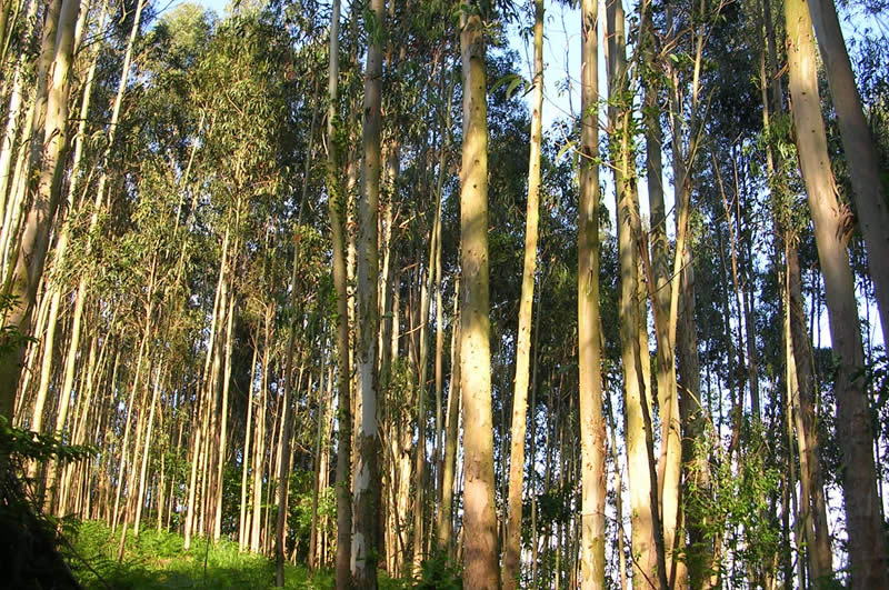 Arboleda ubicada en el monte de santa teresita