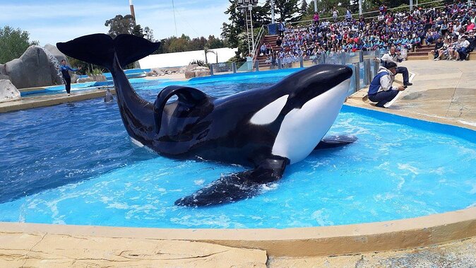 Show de orca marina